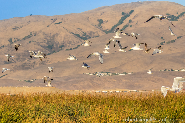 don edwards, alviso